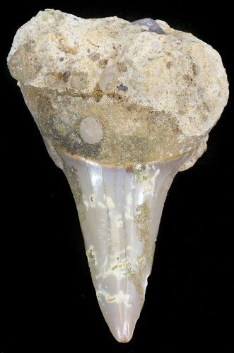 Colorful Fossil Mako Tooth In Matrix - Morocco #44283
